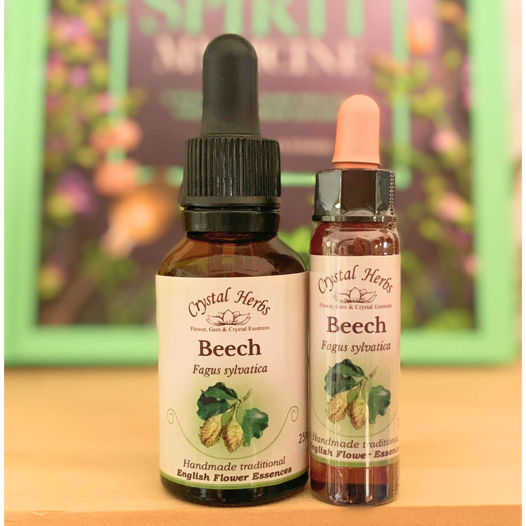 Beech Flower Essence - Align Your Vibe. Flower remedy handmade according to the original instructions of Dr Edward Bach. 