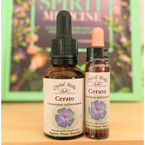 Cerato Flower Essence - Align Your Vibe. Flower remedy handmade according to the original instructions of Dr Edward Bach. 