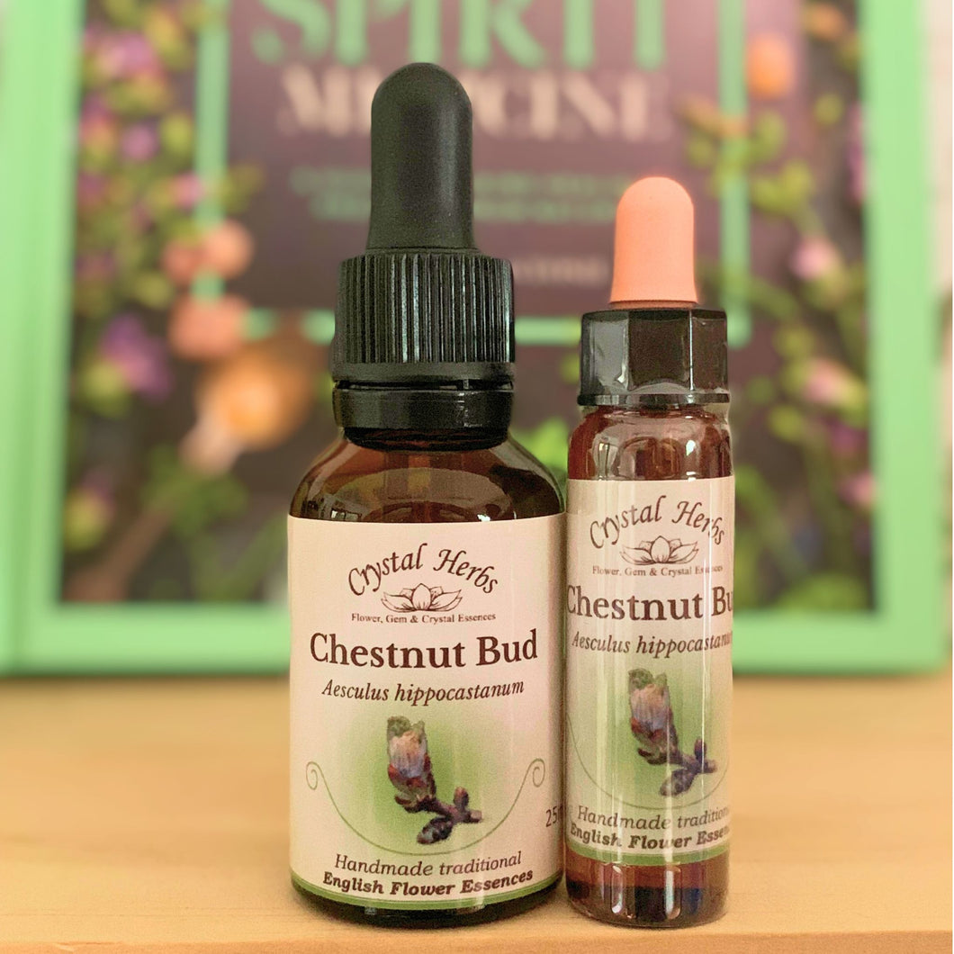 Chestnut Bud Flower Essence - Align Your Vibe. Flower remedy handmade according to the original instructions of Dr Edward Bach. 