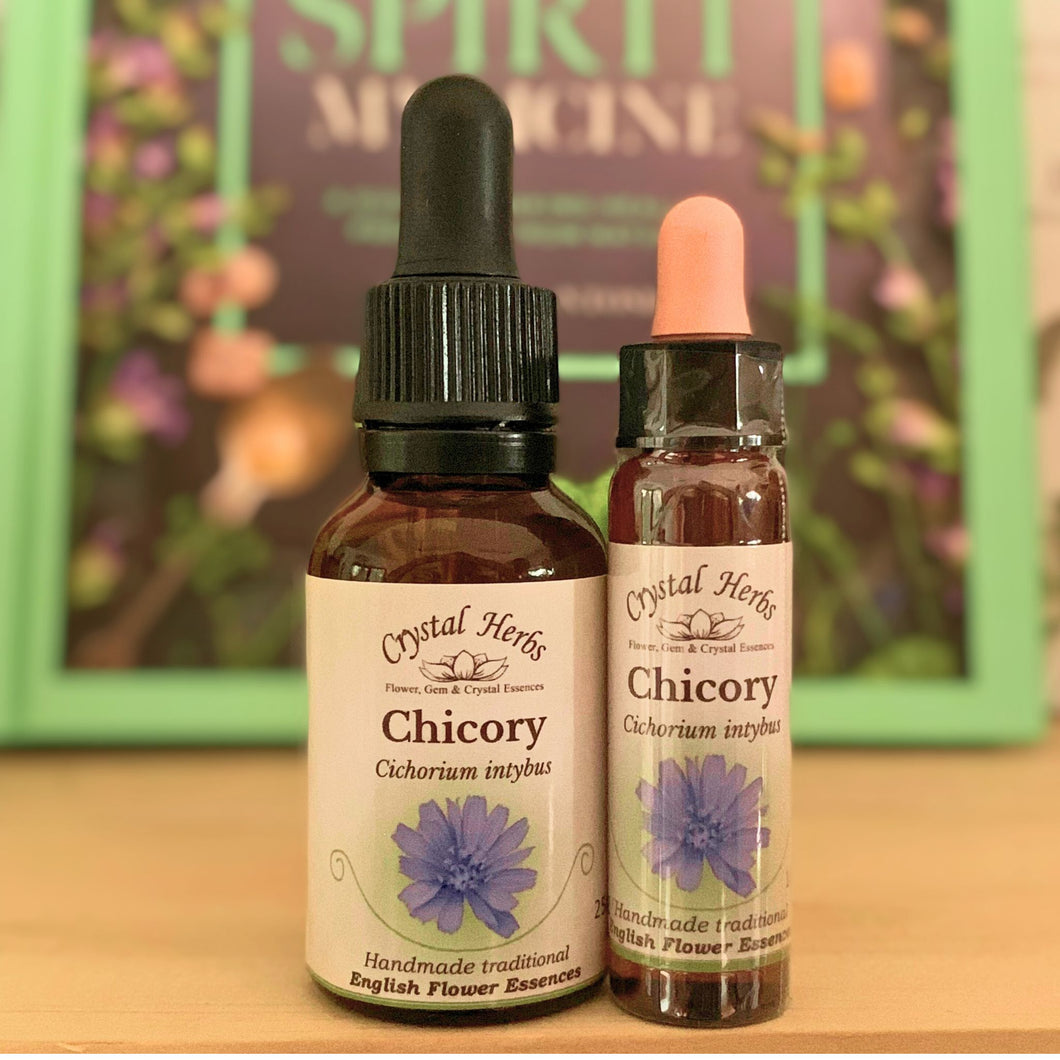 Chicory Flower Essence - Align Your Vibe. Flower remedy handmade according to the original instructions of Dr Edward Bach.  