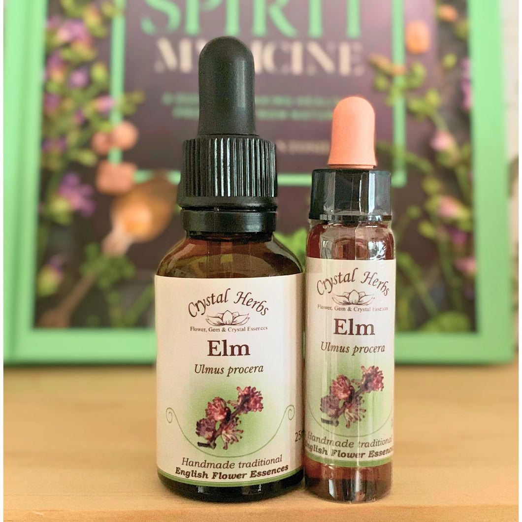 Elm Flower Essence - Align Your Vibe. Flower remedy handmade according to the original instructions of Dr Edward Bach. 