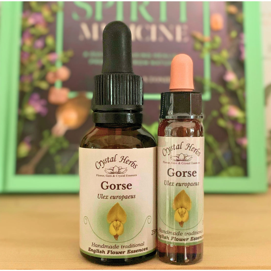 Gorse Flower Essence - Align Your Vibe. Flower remedy handmade according to the original instructions of Dr Edward Bach. 