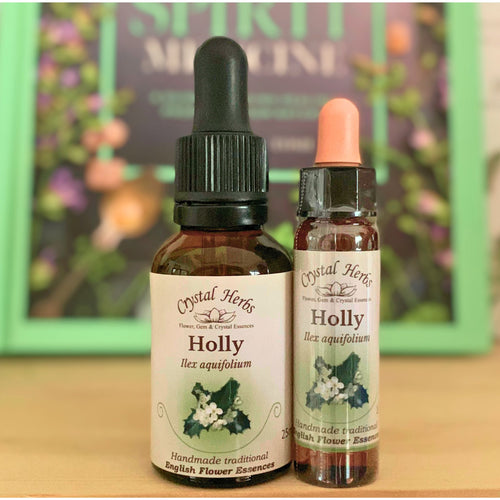 Holly Flower Essence - Align Your Vibe. Flower remedy handmade according to the original instructions of Dr Edward Bach. 