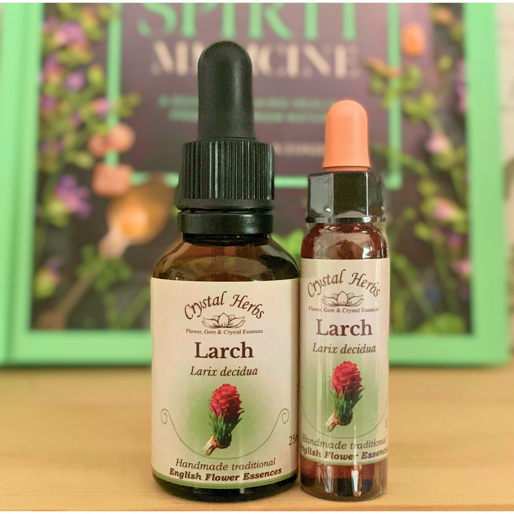 Larch Flower Essence - Align Your Vibe. Flower remedy handmade according to the original instructions of Dr Edward Bach. 