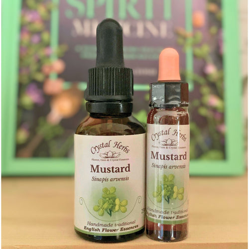 Mustard Flower Essence - Align Your Vibe. Flower remedy handmade according to the original instructions of Dr Edward Bach. 