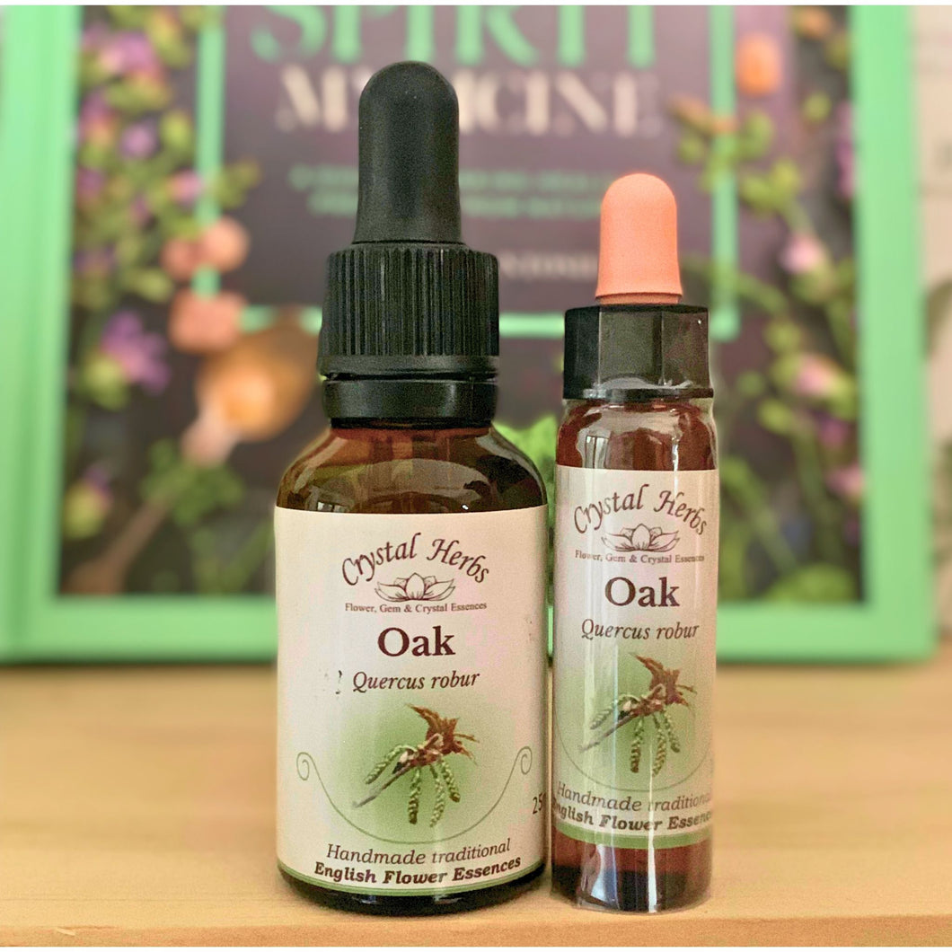 Oak Flower Essence - Align Your Vibe. Flower remedy handmade according to the original instructions of Dr Edward Bach. 