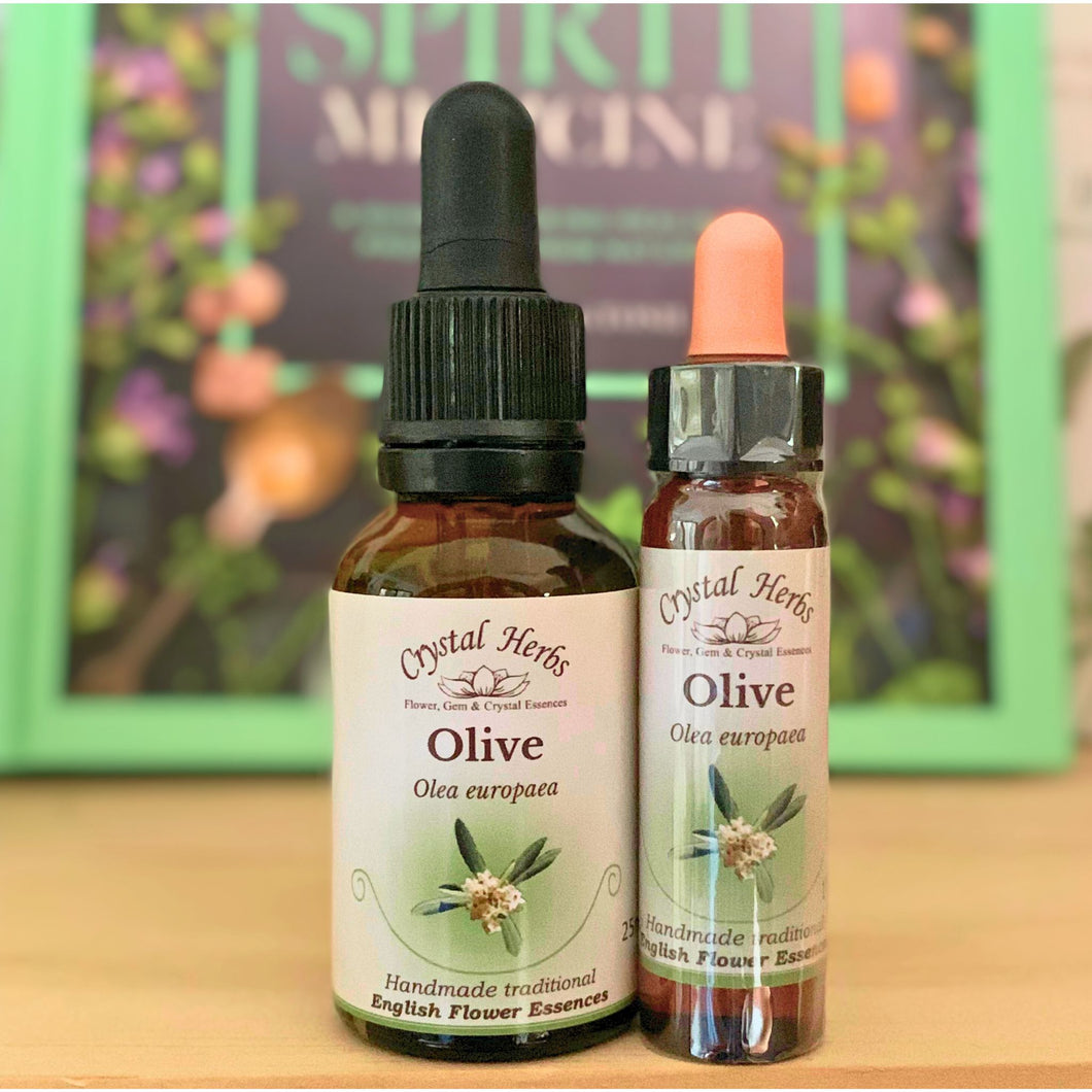 Olive Flower Essence - Align Your Vibe. Flower remedy handmade according to the original instructions of Dr Edward Bach. 