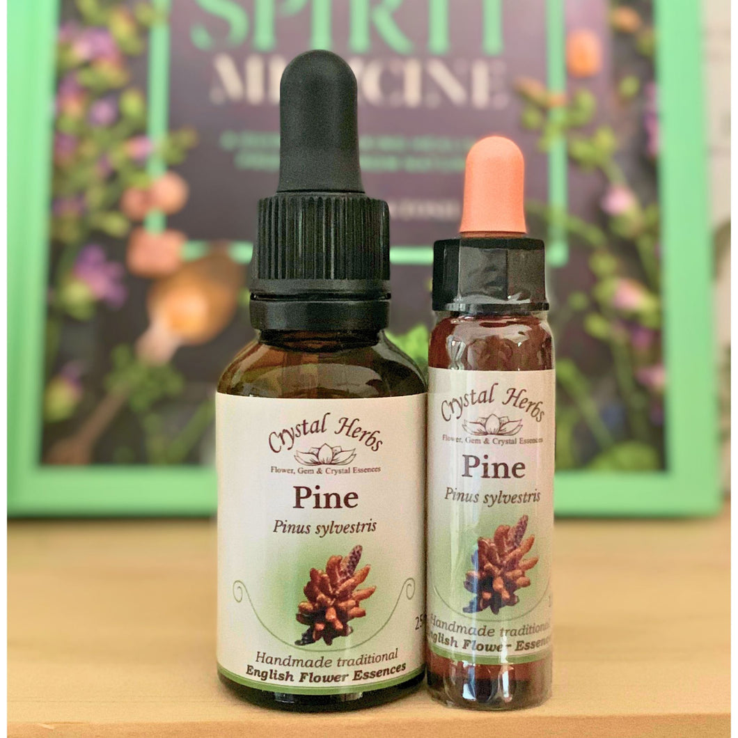 Pine Flower Essence - Align Your Vibe. Flower remedy handmade according to the original instructions of Dr Edward Bach. 