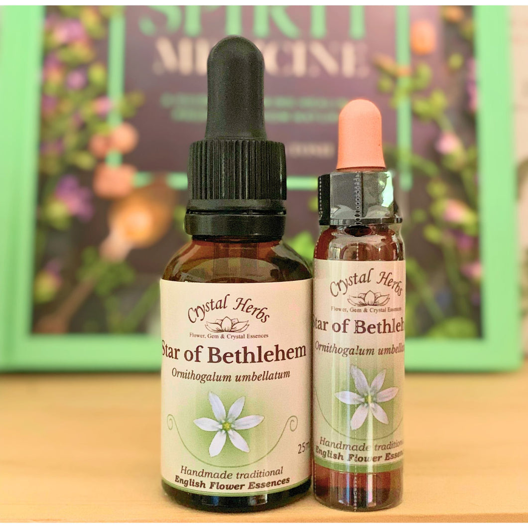 Star of Bethlehem Flower Essence - Align Your Vibe. Flower remedy handmade according to the original instructions of Dr Edward Bach. 