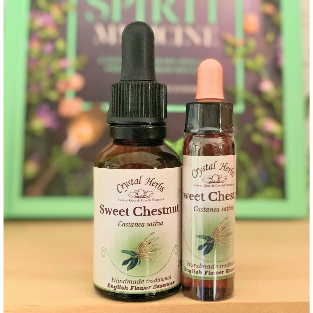 Sweet Chestnut Flower Essence - Align Your Vibe. Flower remedy handmade according to the original instructions of Dr Edward Bach. 