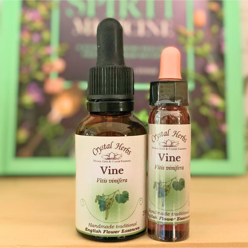 Vine Flower Essence - Align Your Vibe. Flower remedy handmade according to the original instructions of Dr Edward Bach. 