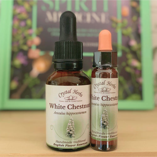 White Chestnut Flower Essence - Align Your Vibe. Flower remedy handmade according to the original instructions of Dr Edward Bach. 