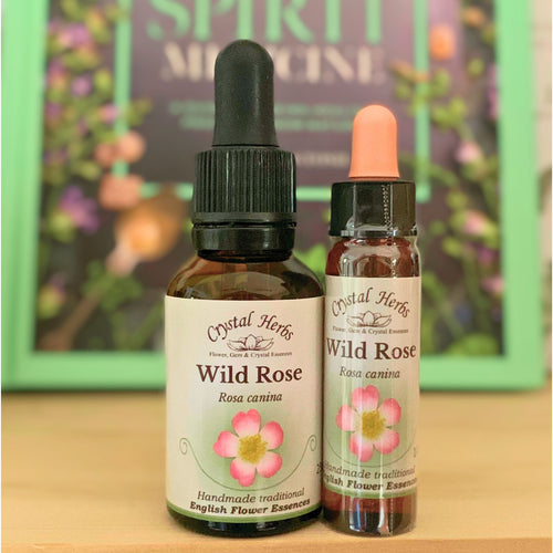 Wild Rose Flower Essence - Align Your Vibe. Flower remedy handmade according to the original instructions of Dr Edward Bach. 